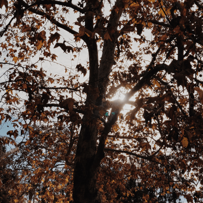 Retreat