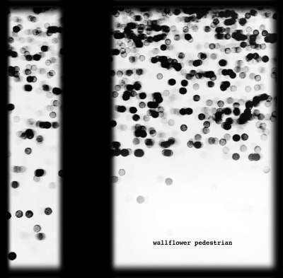 Noir et Blanc - Wallflower Pedestrian