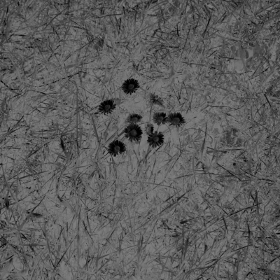 Duplicity,Beings - The Leaf