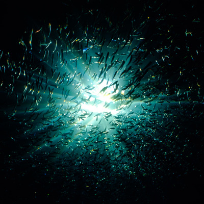 DEEP DIVE SPECIES - Aquaphilia