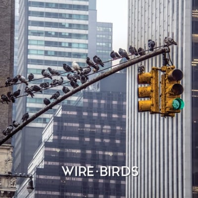 Wire Birds - Wire Birds