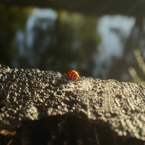 walk