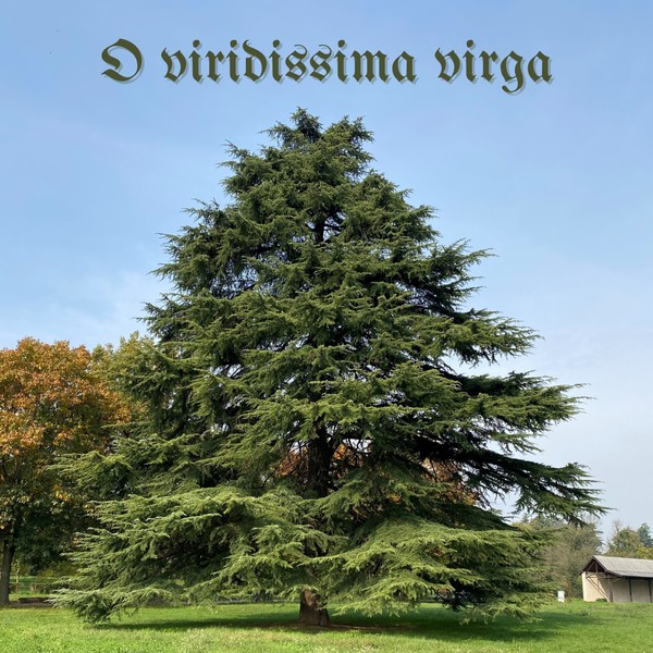 O viridissima virga - Davide Rossi