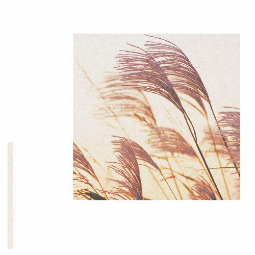 September Silvergrass / 秋分のススキ