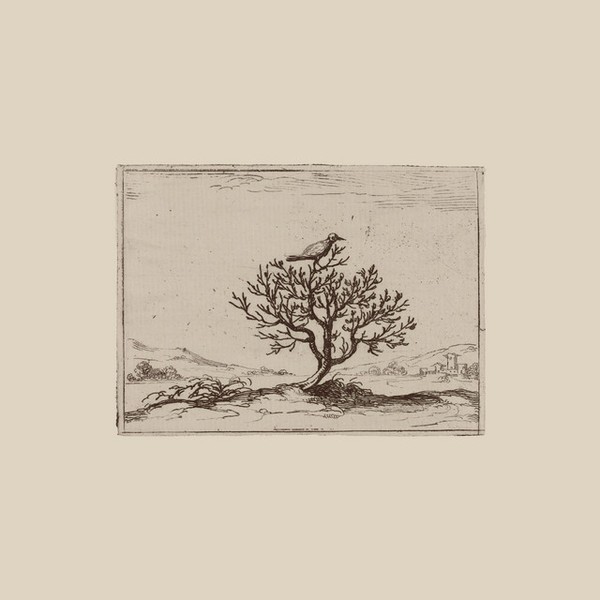 Birds in the Spring