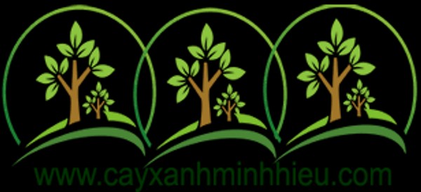 caycongtrinh