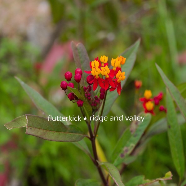 Ridge and Valley (OUT EVERYWHERE 10/30)
