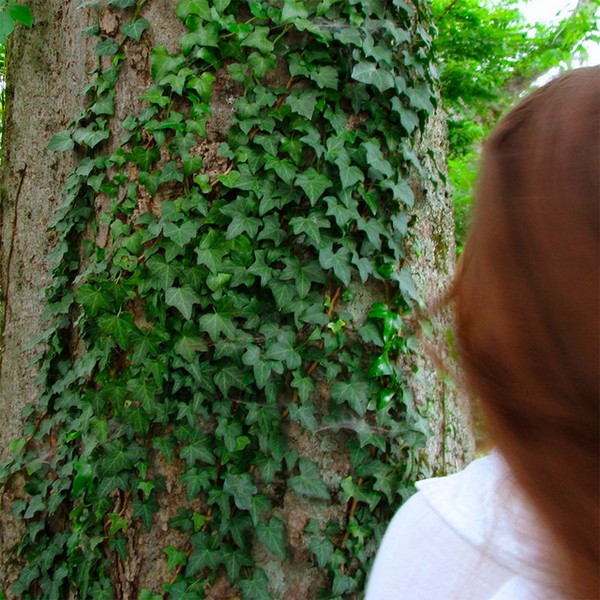 Ivy