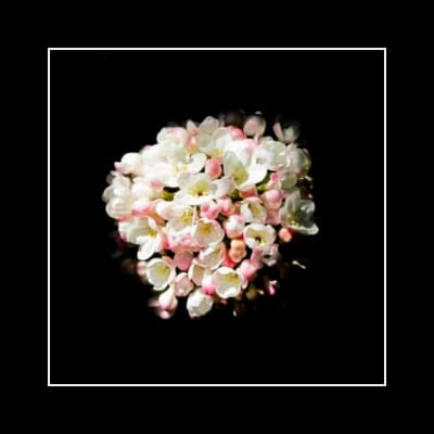 STERILEPRAYER - I: Lament in Slow Motion